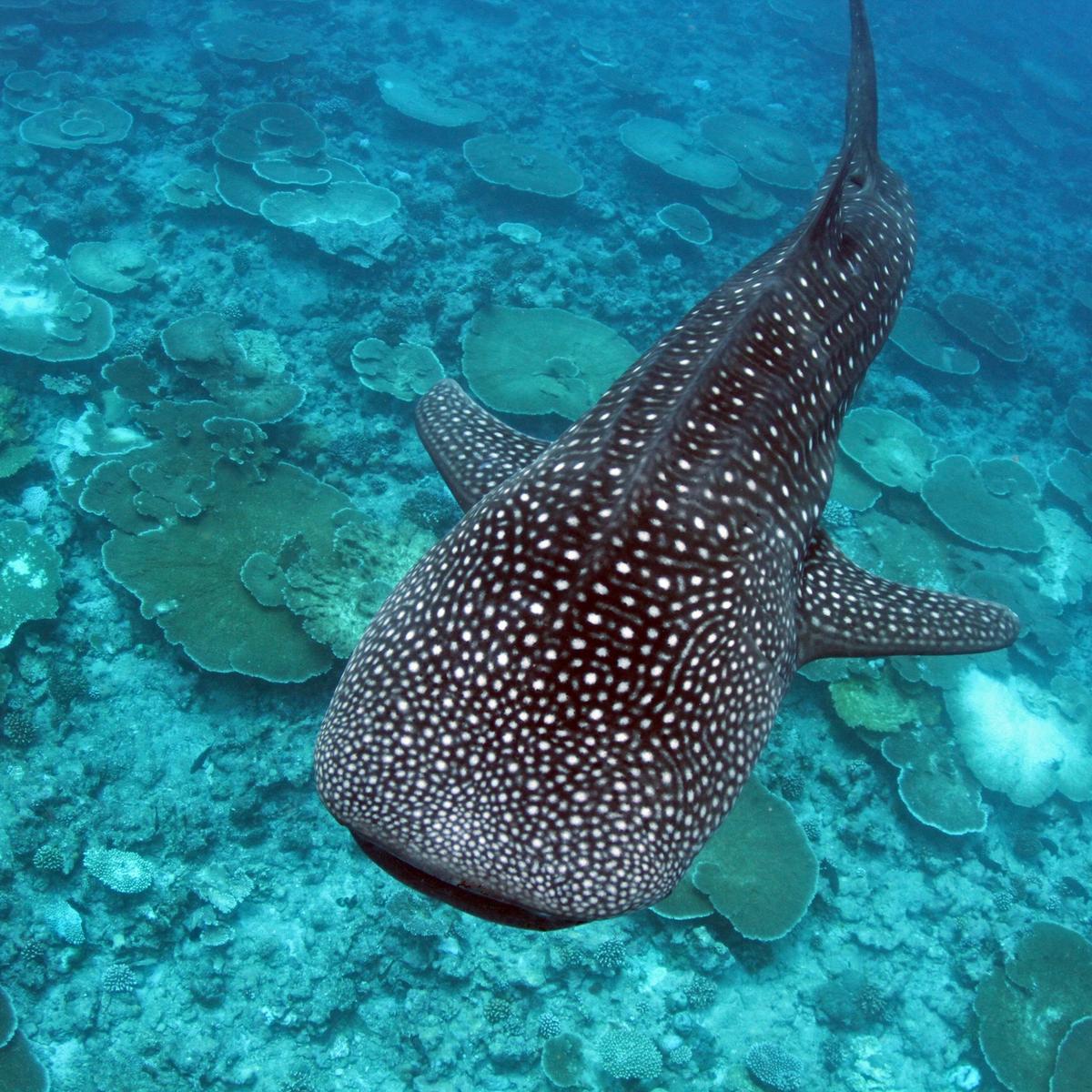South Ari Atoll Maldives: Whale Sharks, Blue Lagoons, and Resort Ease