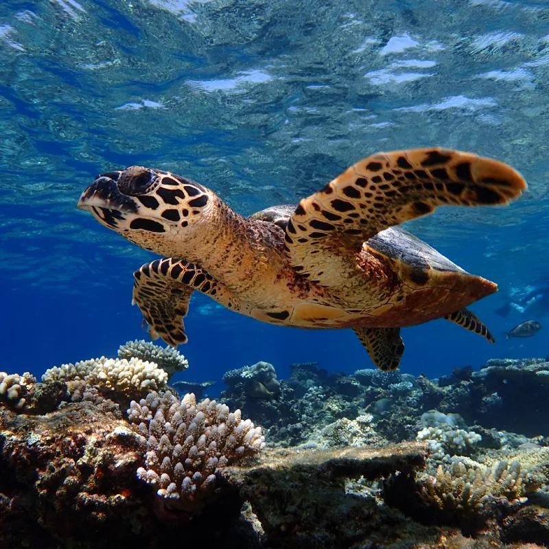 A hawksbill turtle swimming over living coral on Baros's house reef, sunlight rippling through the shallow water above