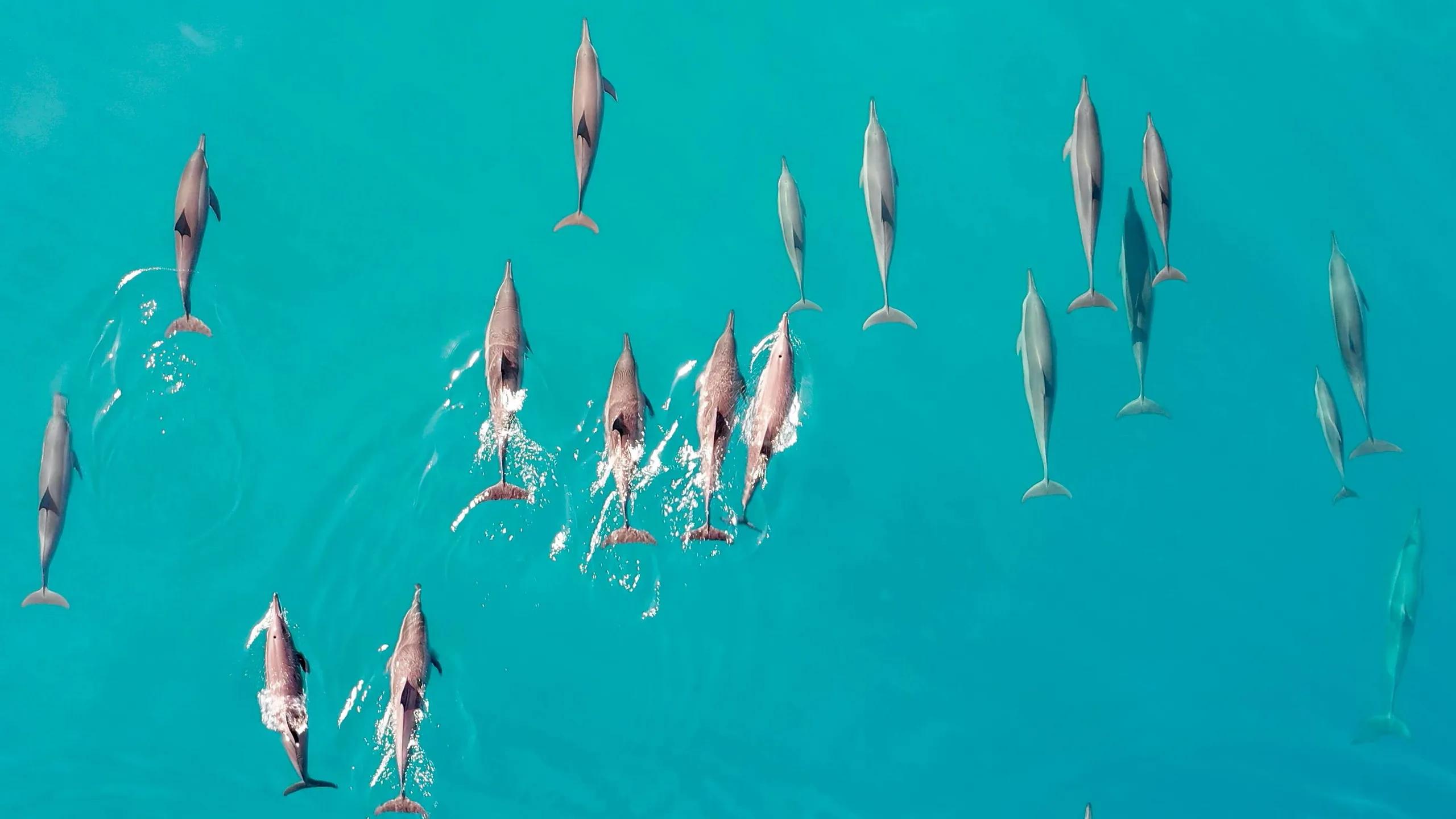 A pod of spinner dolphins breaking the surface of turquoise water, seen from above