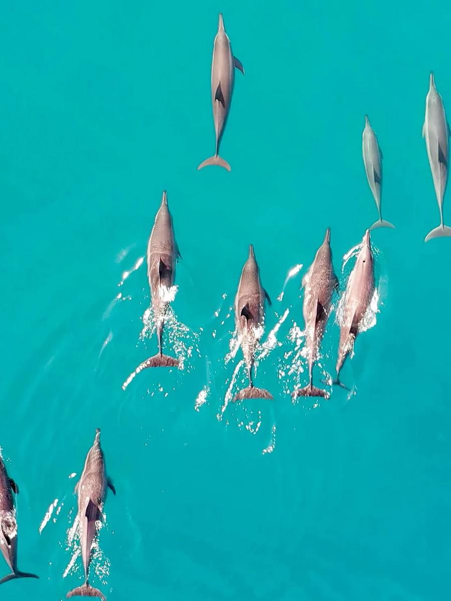 A pod of spinner dolphins breaking the surface of turquoise water, seen from above