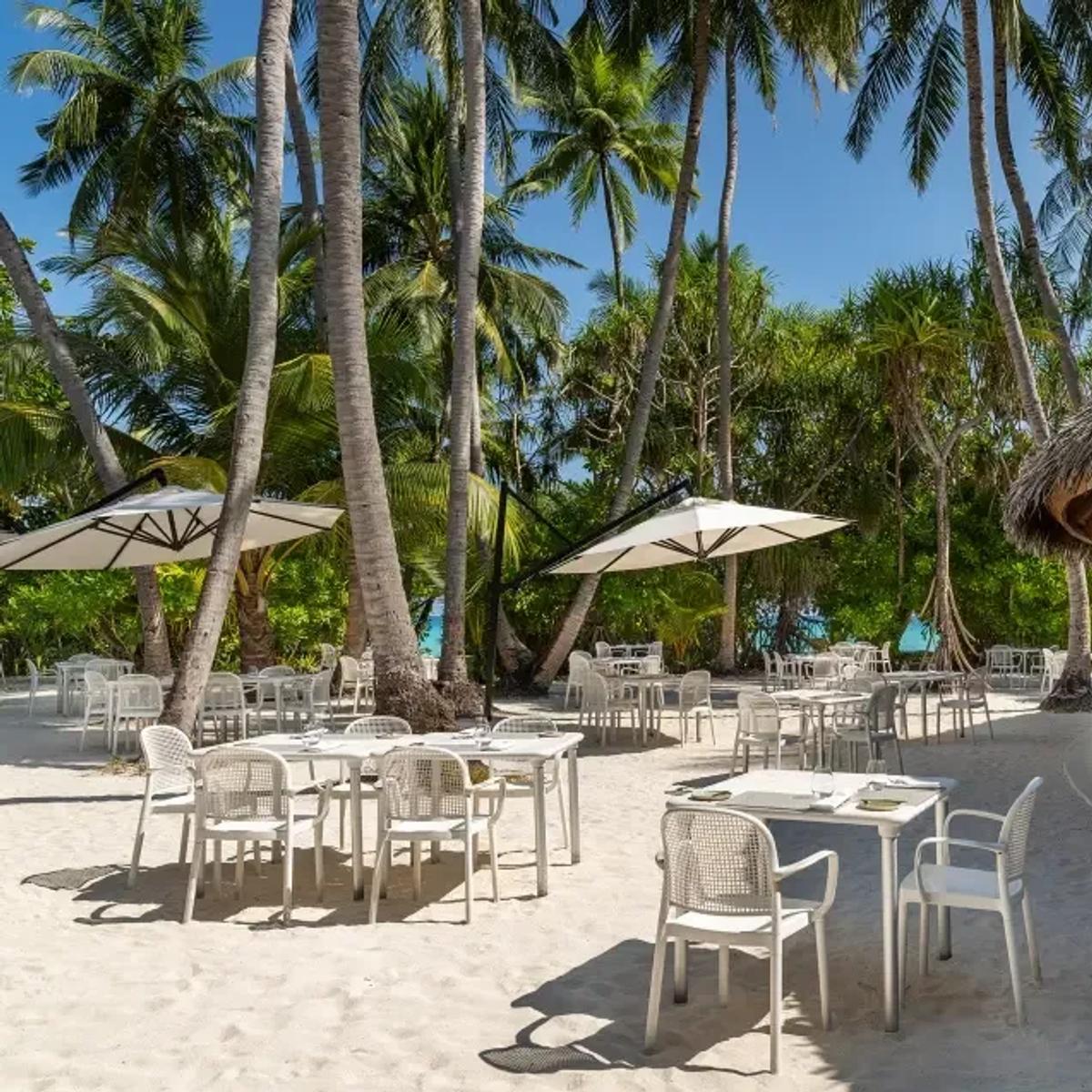 Palm restaurant's thatched bar and open-air tables set among tall coconut palms on the beach