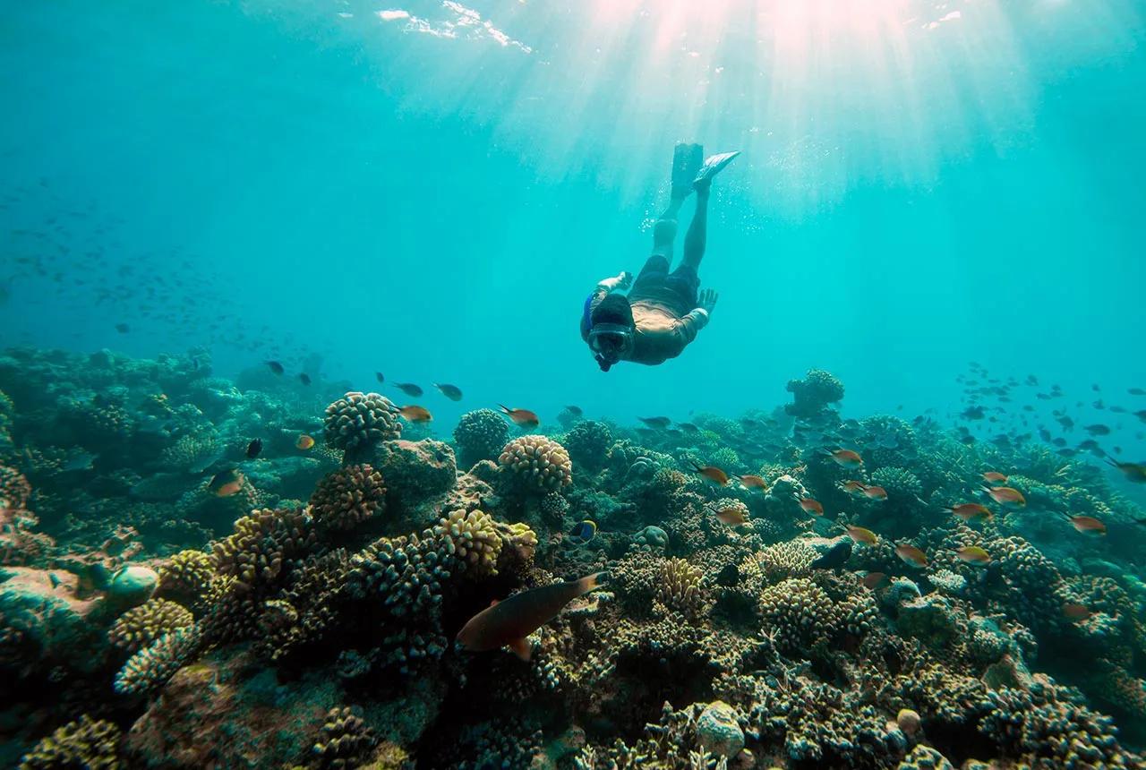 A snorkeller swimming over a coral reef busy with reef fish