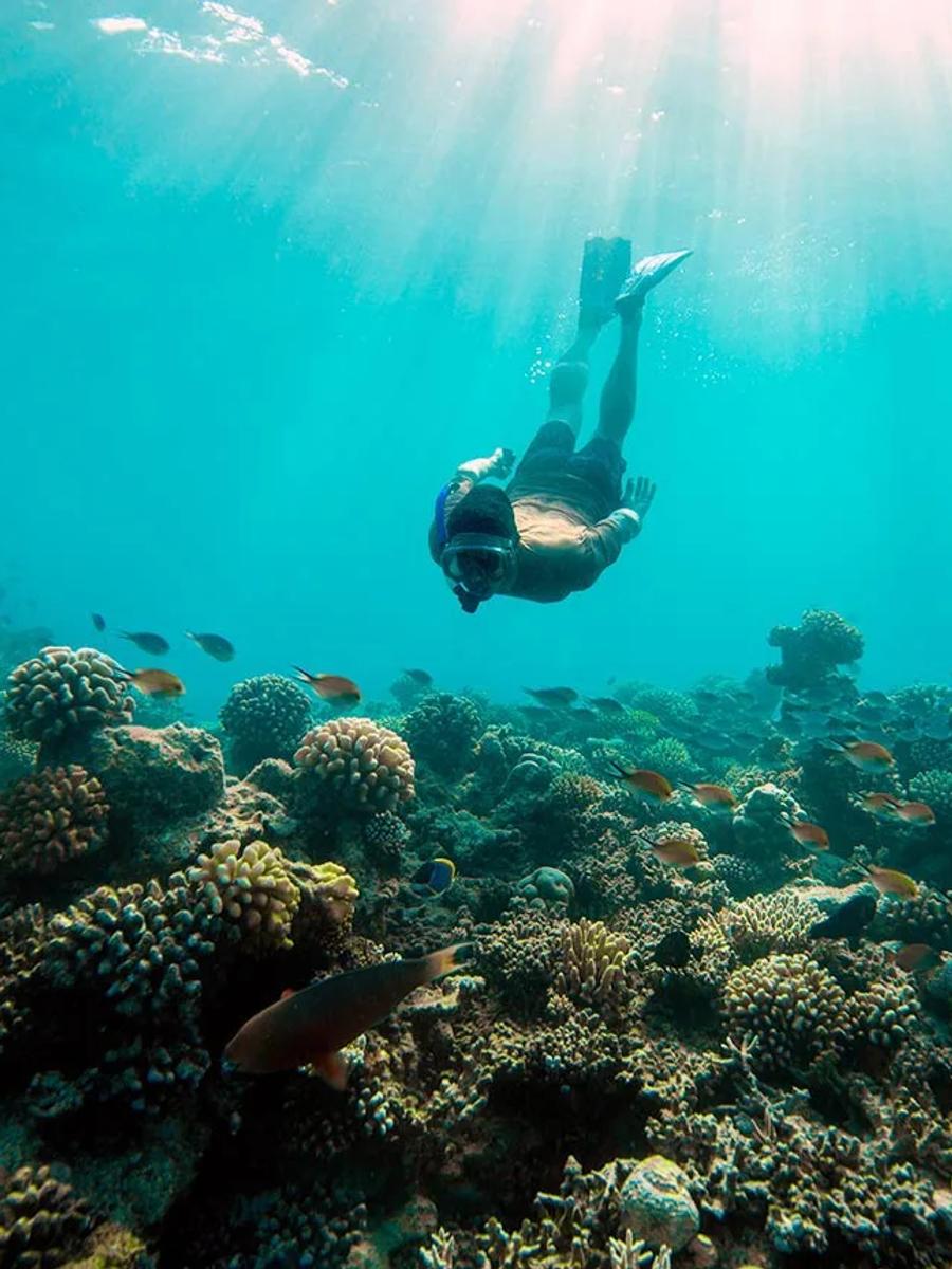 A snorkeller swimming over a coral reef busy with reef fish