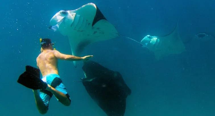 A snorkeller swimming alongside two manta rays in open water