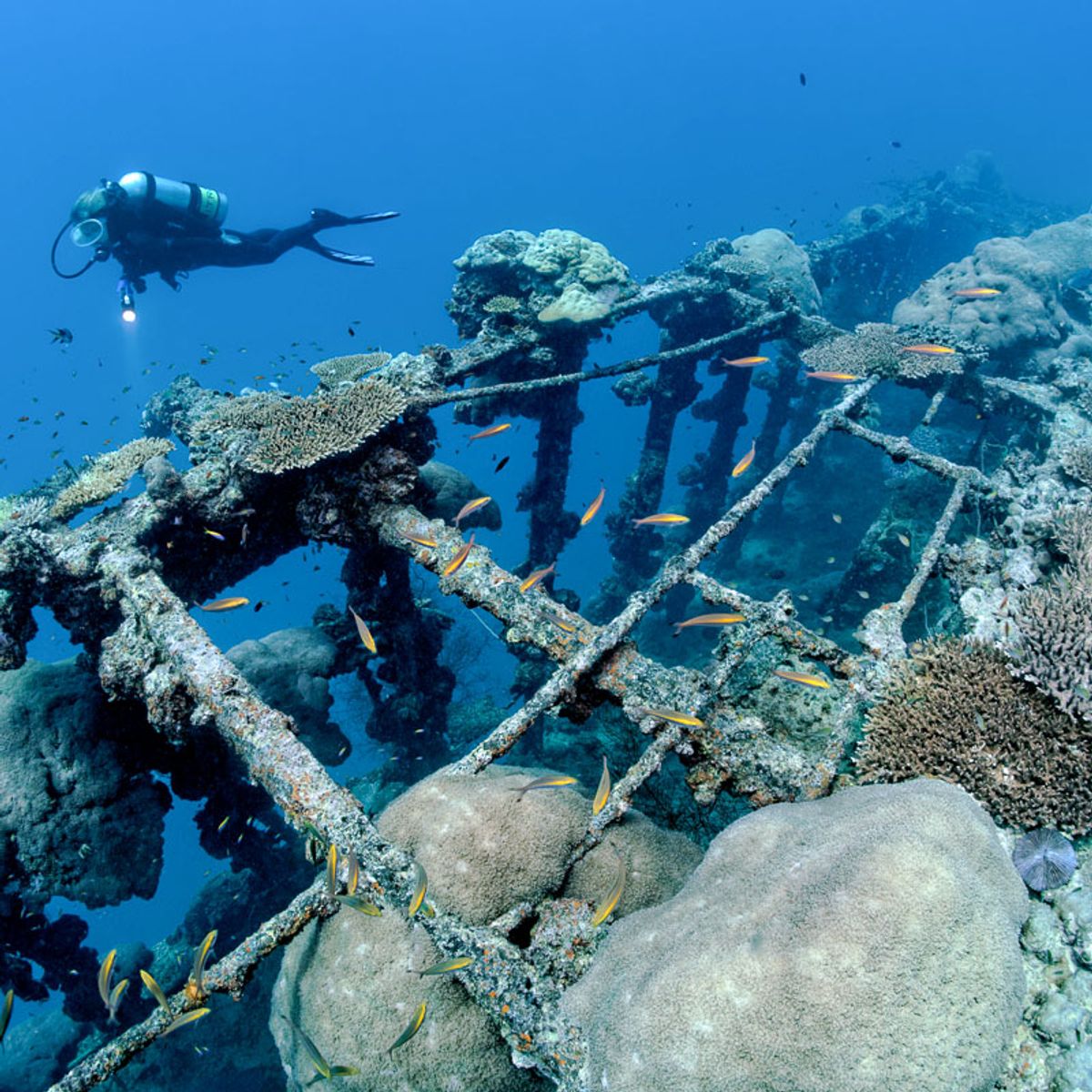 Maldives Scuba Diving: The IMJ Guide to Reefs, Channels, and Atolls
