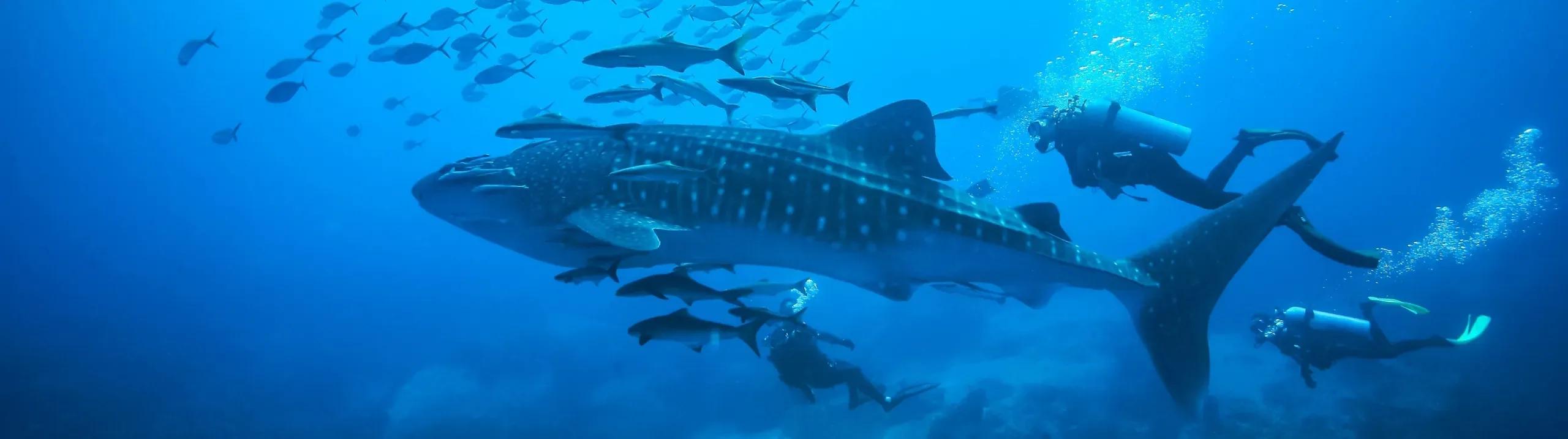 A whale shark trailed by reef fish and two scuba divers during a Whale Shark Excursion in Dhaalu Atoll