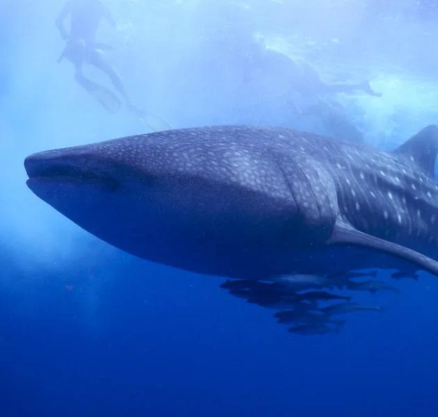 A whale shark swimming close to the surface with two snorkellers trailing behind it