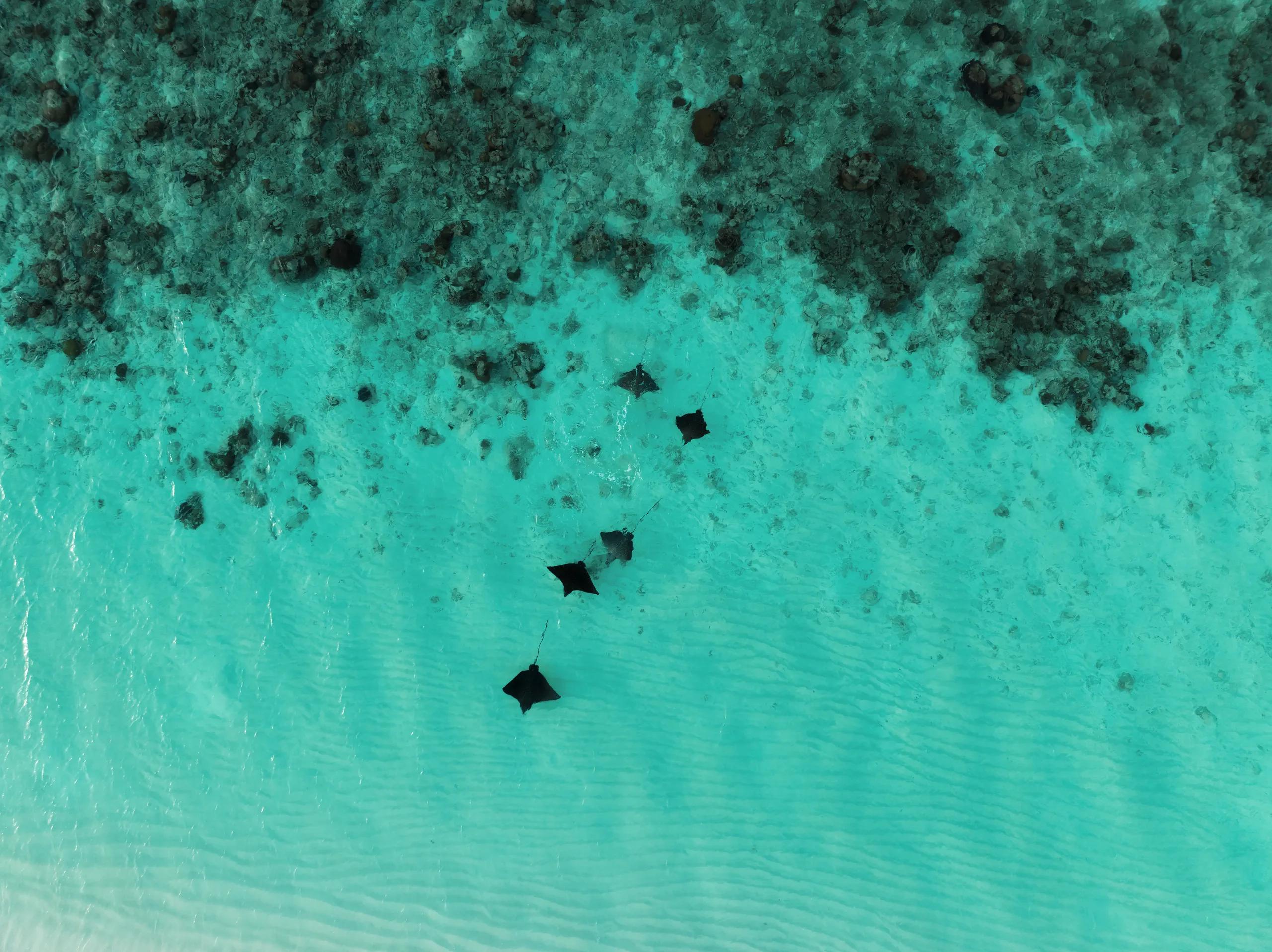 Four stingrays gliding over a shallow sand flat near the reef edge