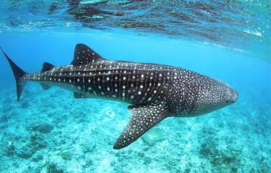 A whale shark photographed underwater on a Vilamendhoo guided excursion