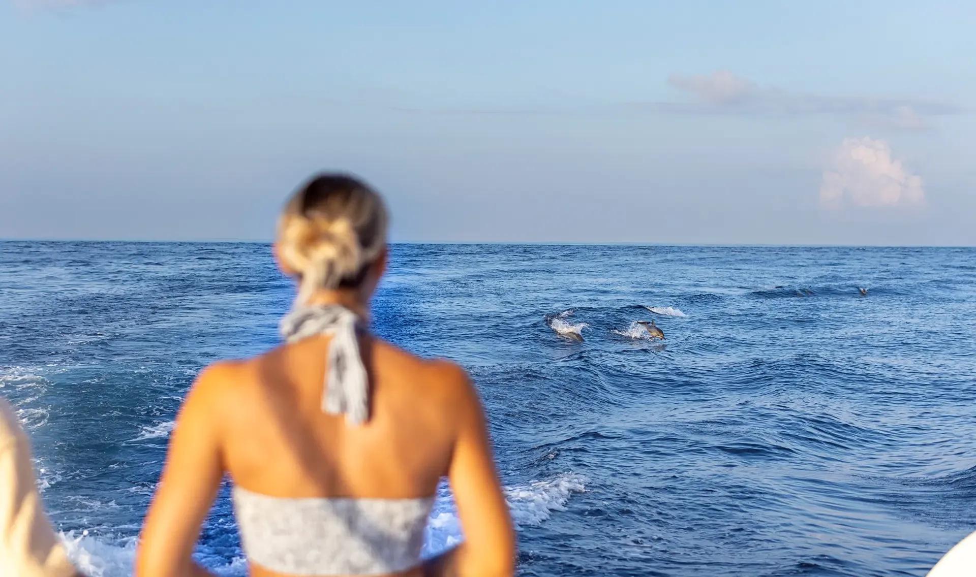 A guest watching dolphins breach the surface from the back of a boat at dusk