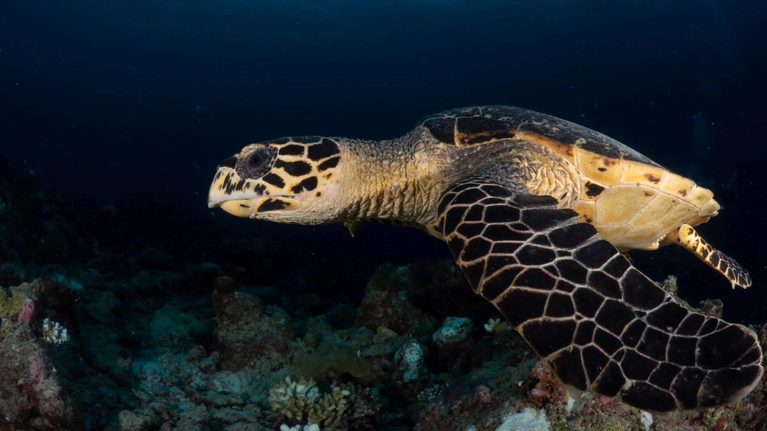 A hawksbill turtle gliding over the reef near Kothaifaru