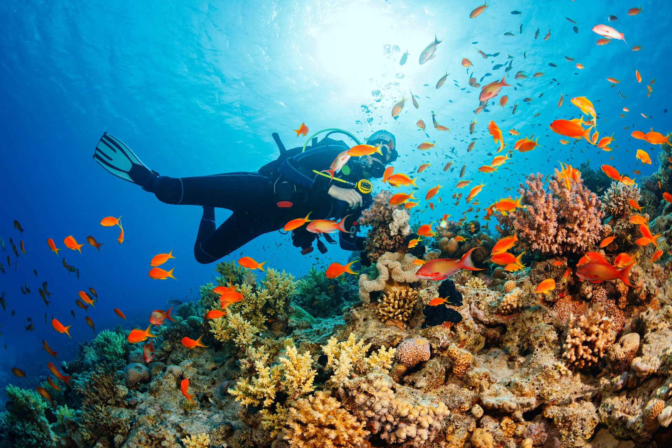 A scuba diver exploring a coral reef crowded with orange anthias fish