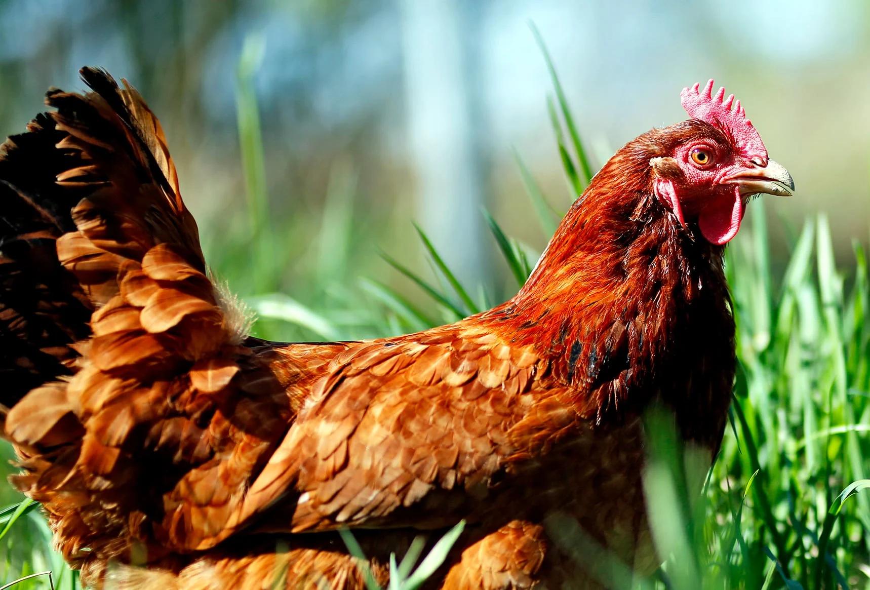 Election Candidate: The Humane League