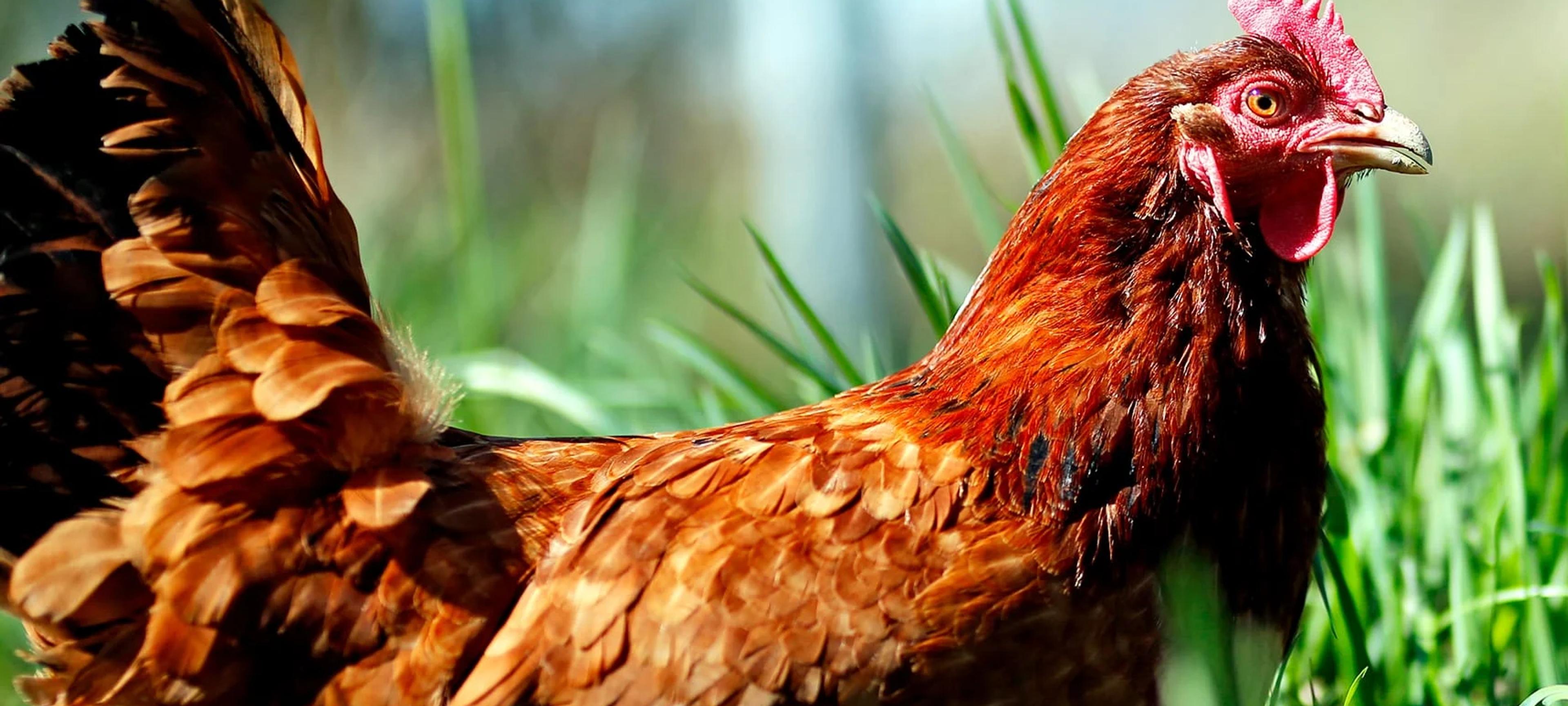 Election Candidate: The Humane League