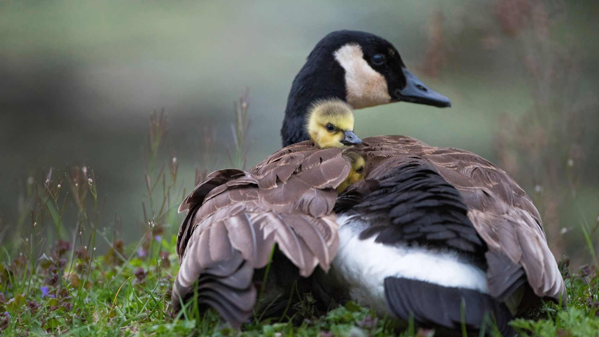 Aidez-moi à soutenir ces asso pour mon anniversaire 🫶