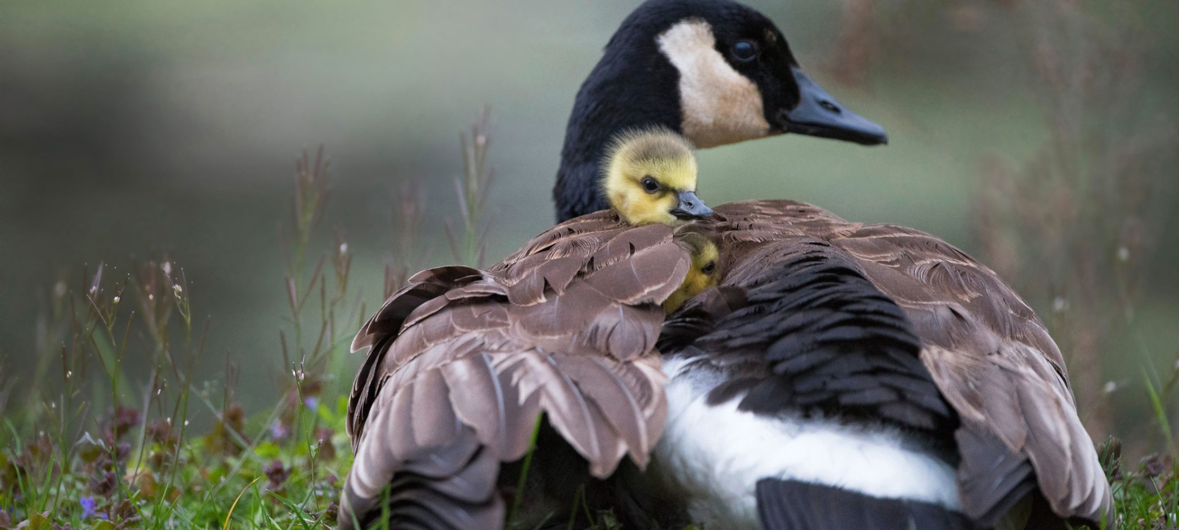 Aidez-moi Ă soutenir ces asso pour mon anniversaire đ«¶