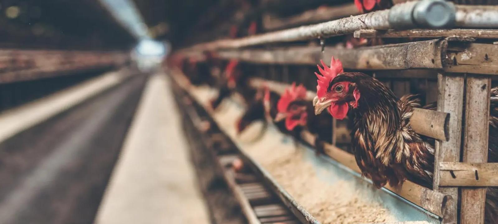 Election Candidate: Animal Welfare Fund (EA Funds)