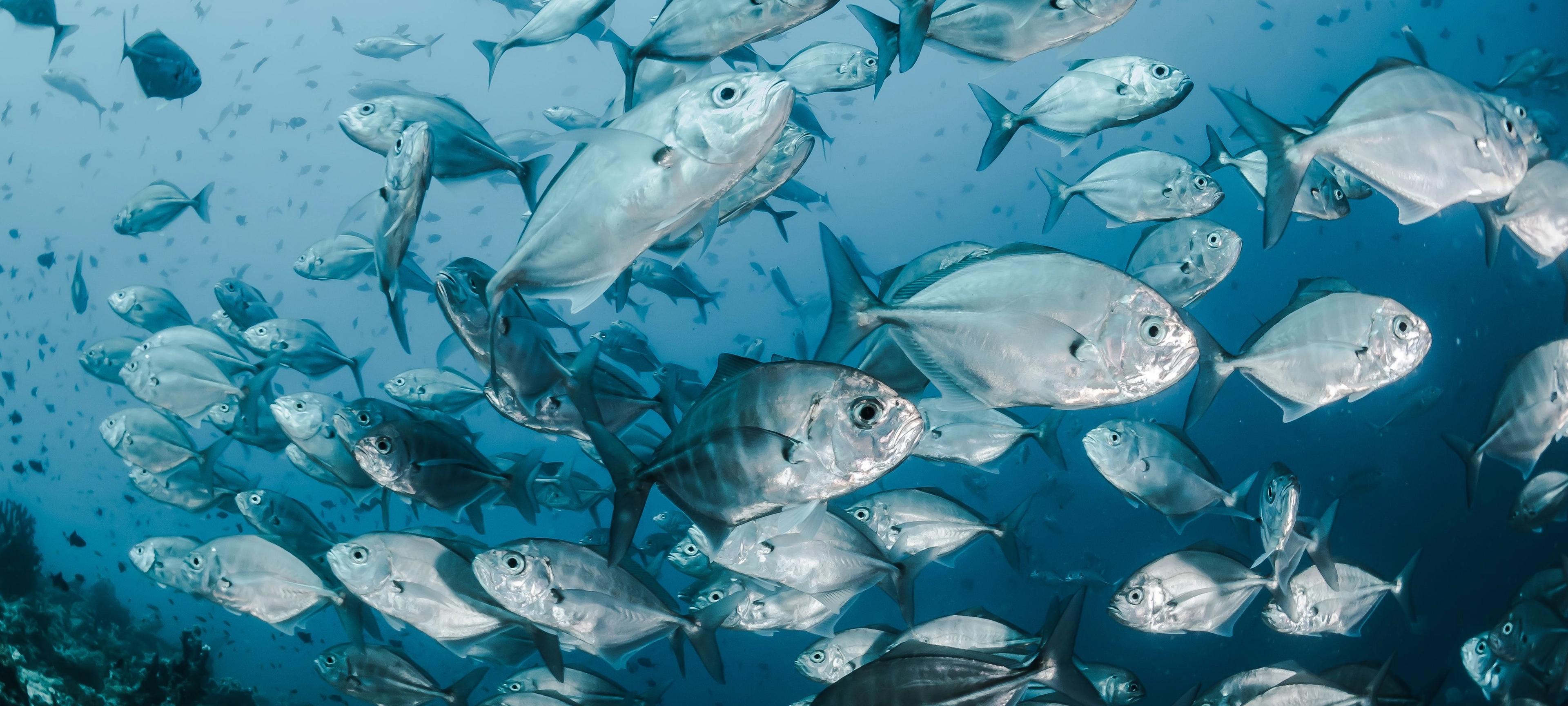 Liam Kirkpatrick's Birthday Fundraiser Bonanza!