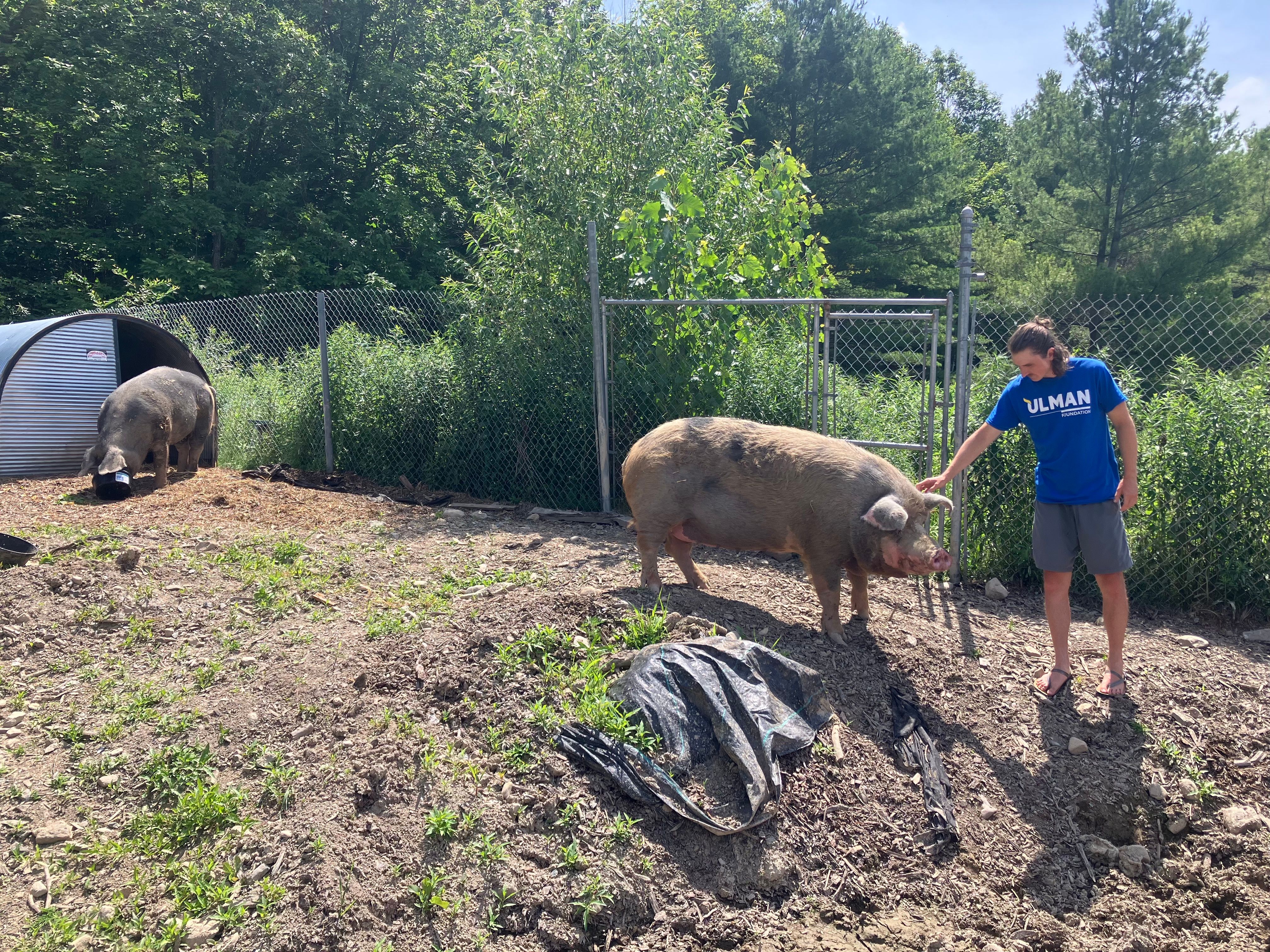 Birthday Push-ups for Animals