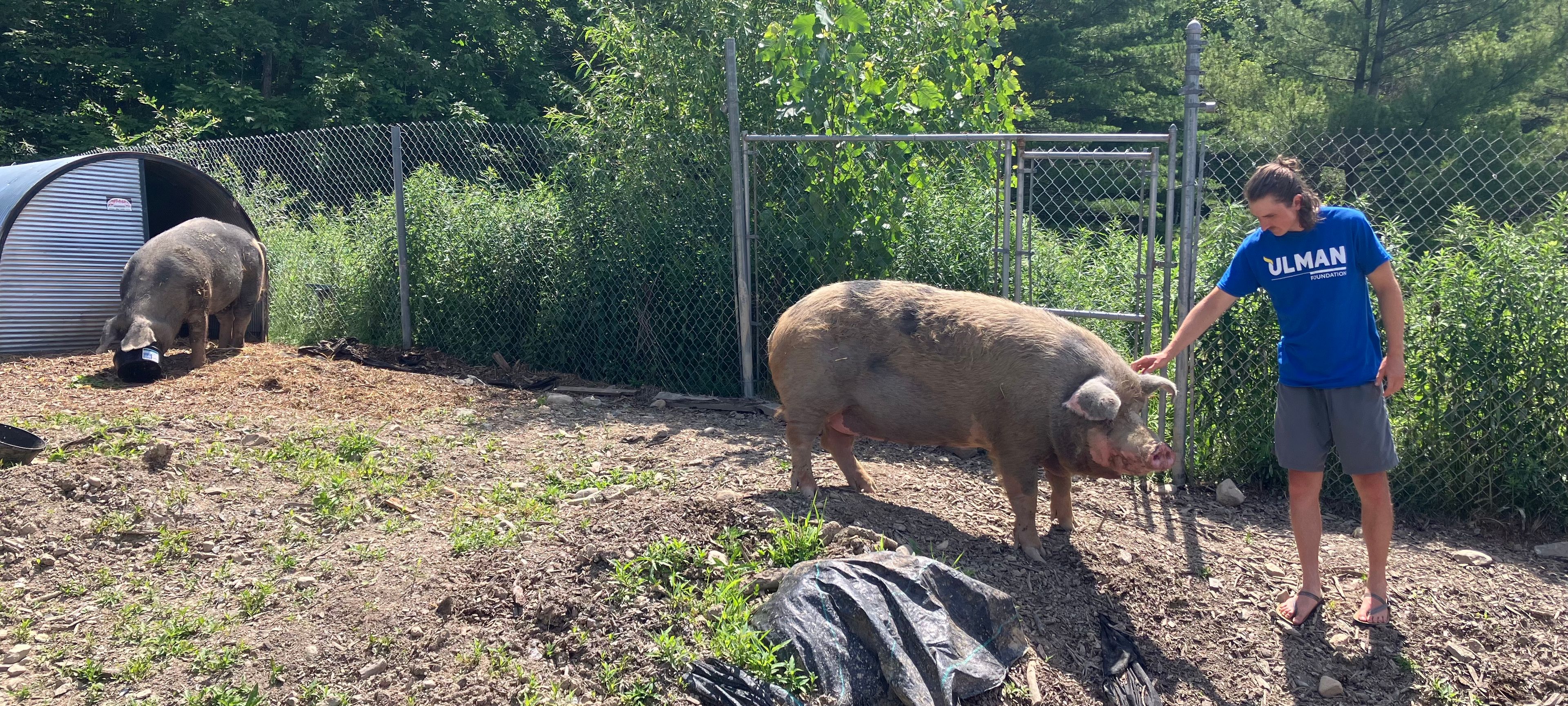 Birthday Push-ups for Animals
