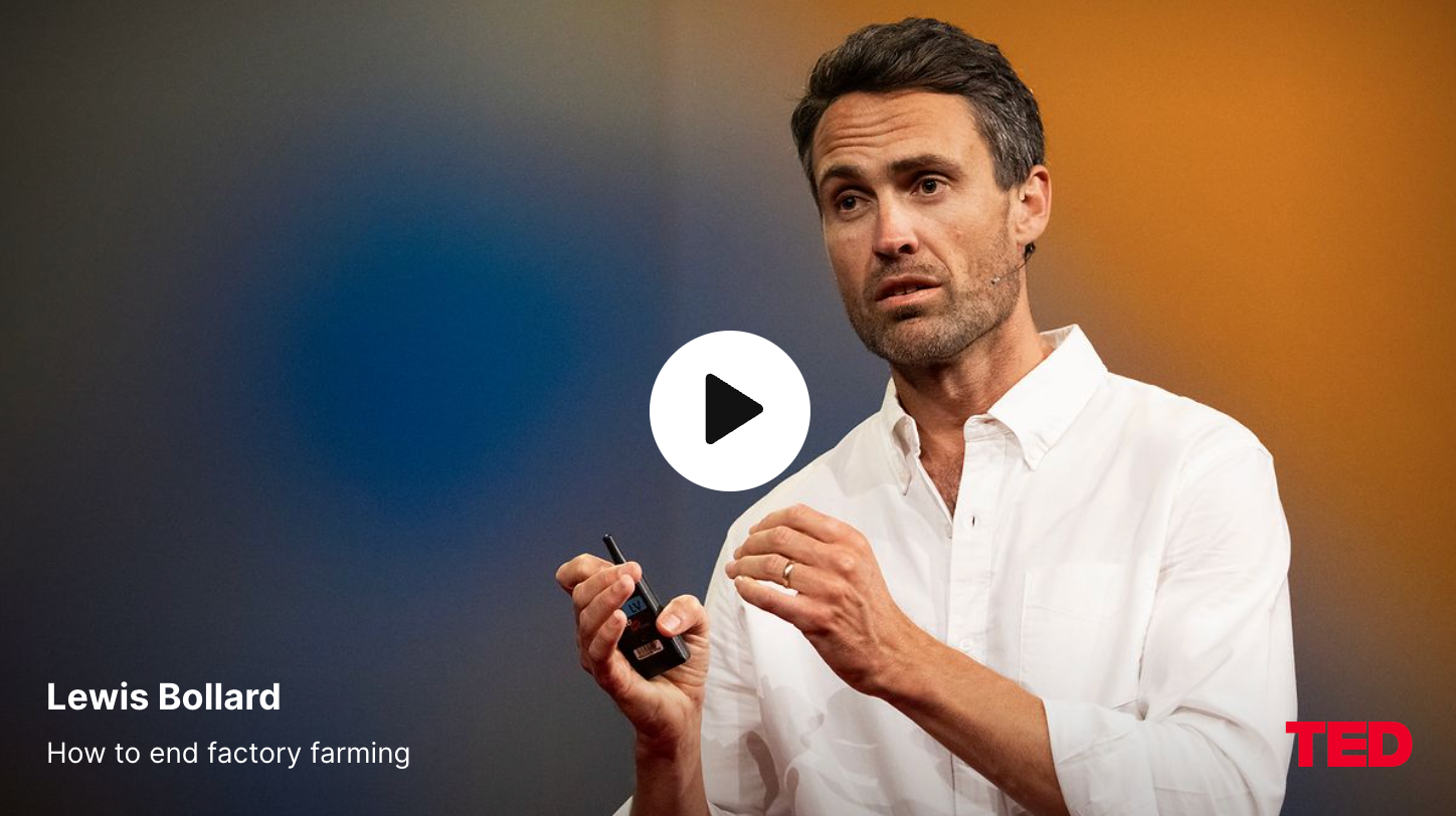 How to end factory farming - and what you can do today