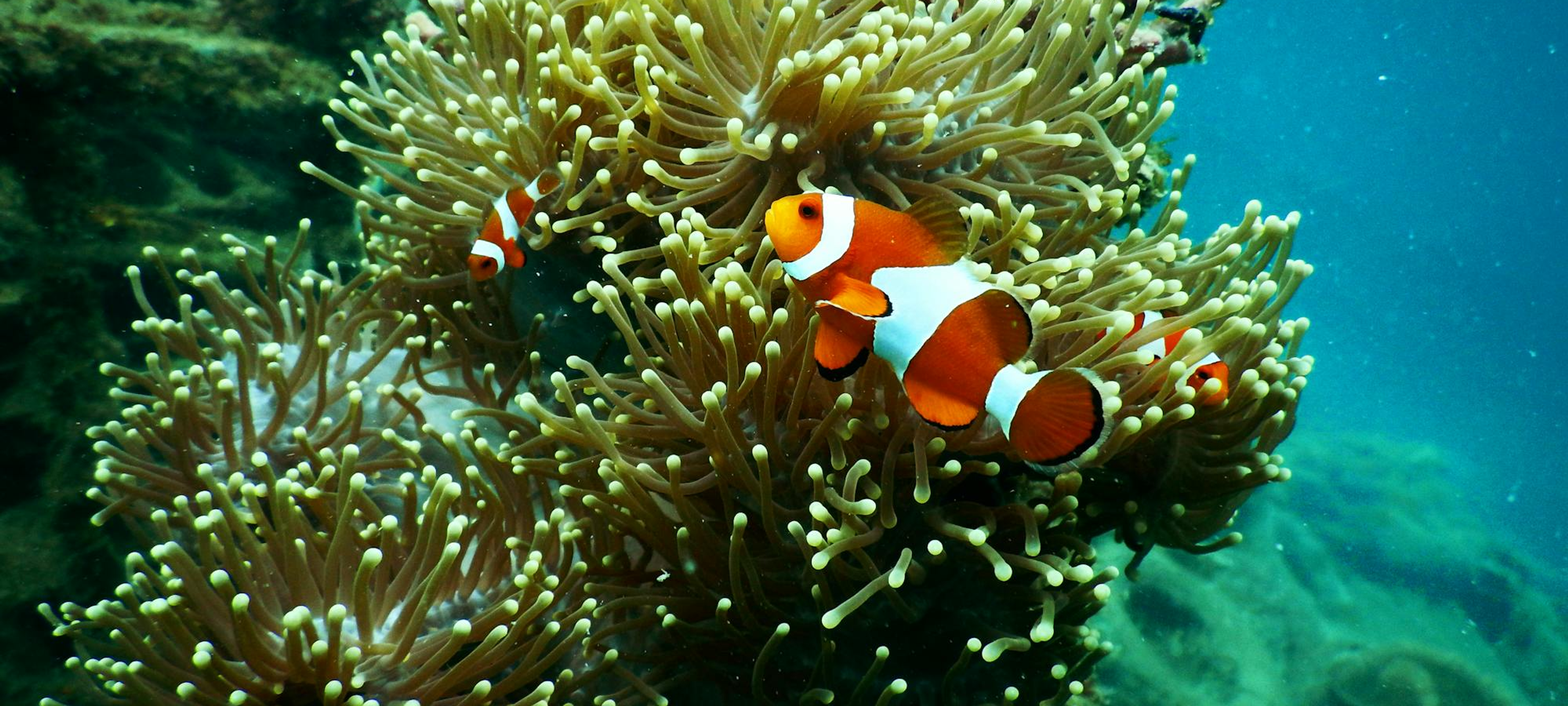 Collecte de dons pour l'anniversaire de Léa