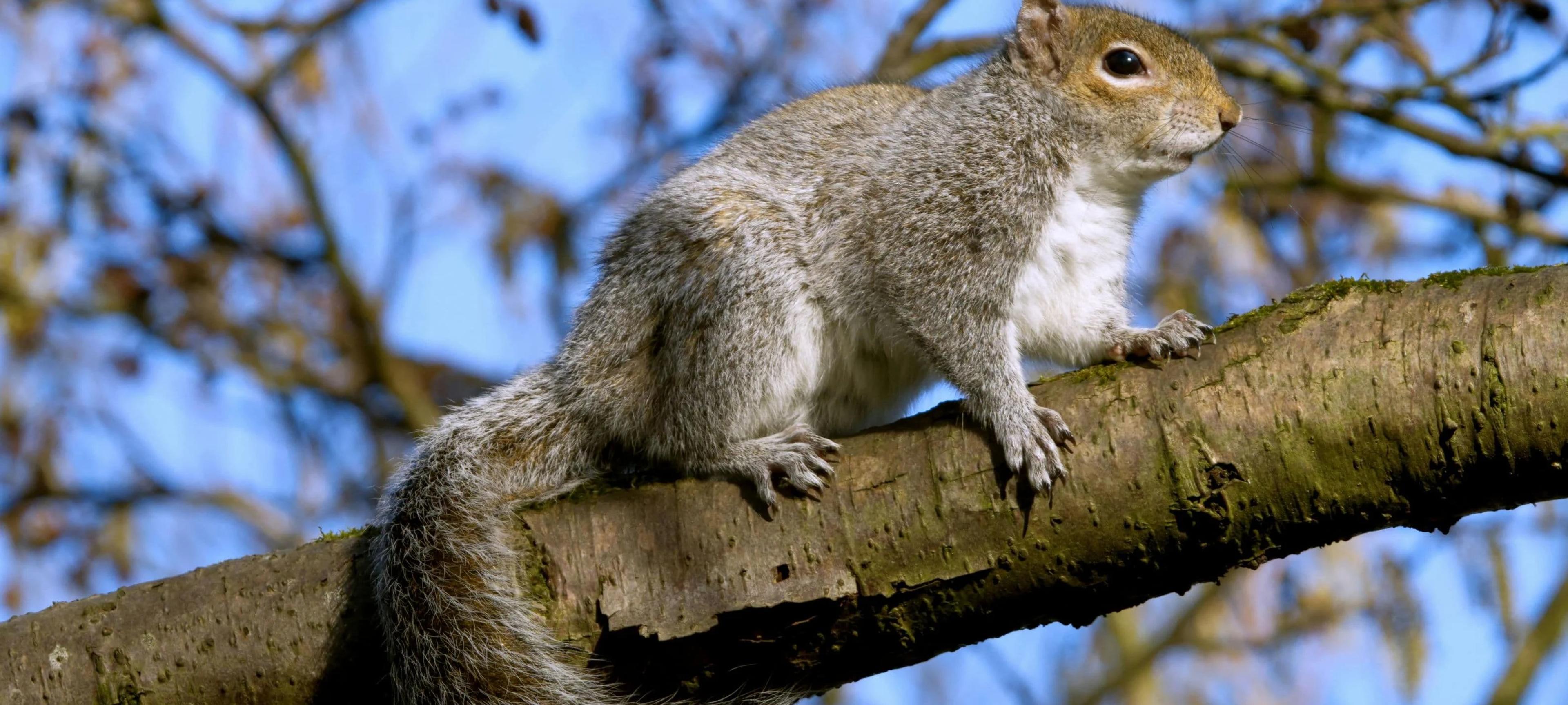 Wild animal welfare: birthday fundraiser!