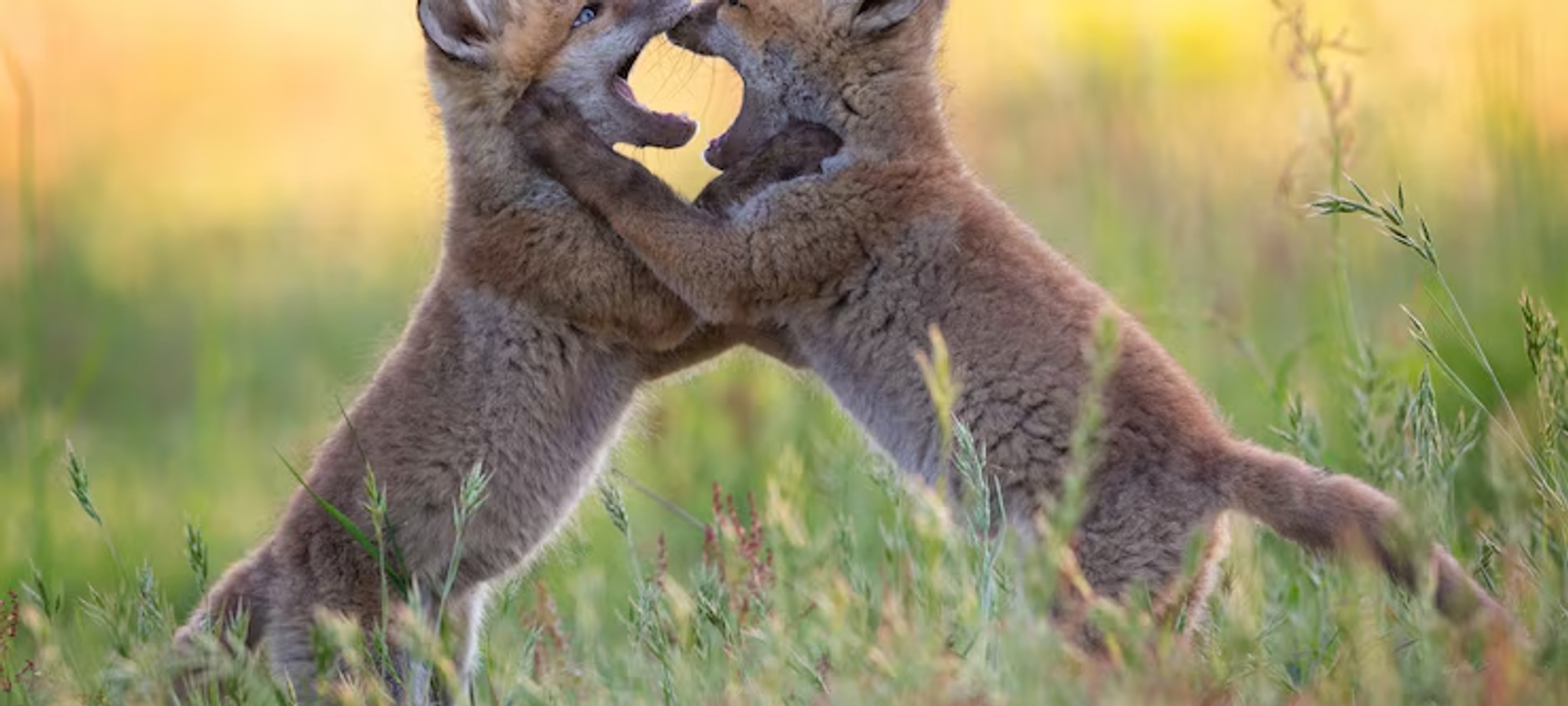 Aidez-moi Ă soutenir ces asso pour mon anniversaire đ«¶