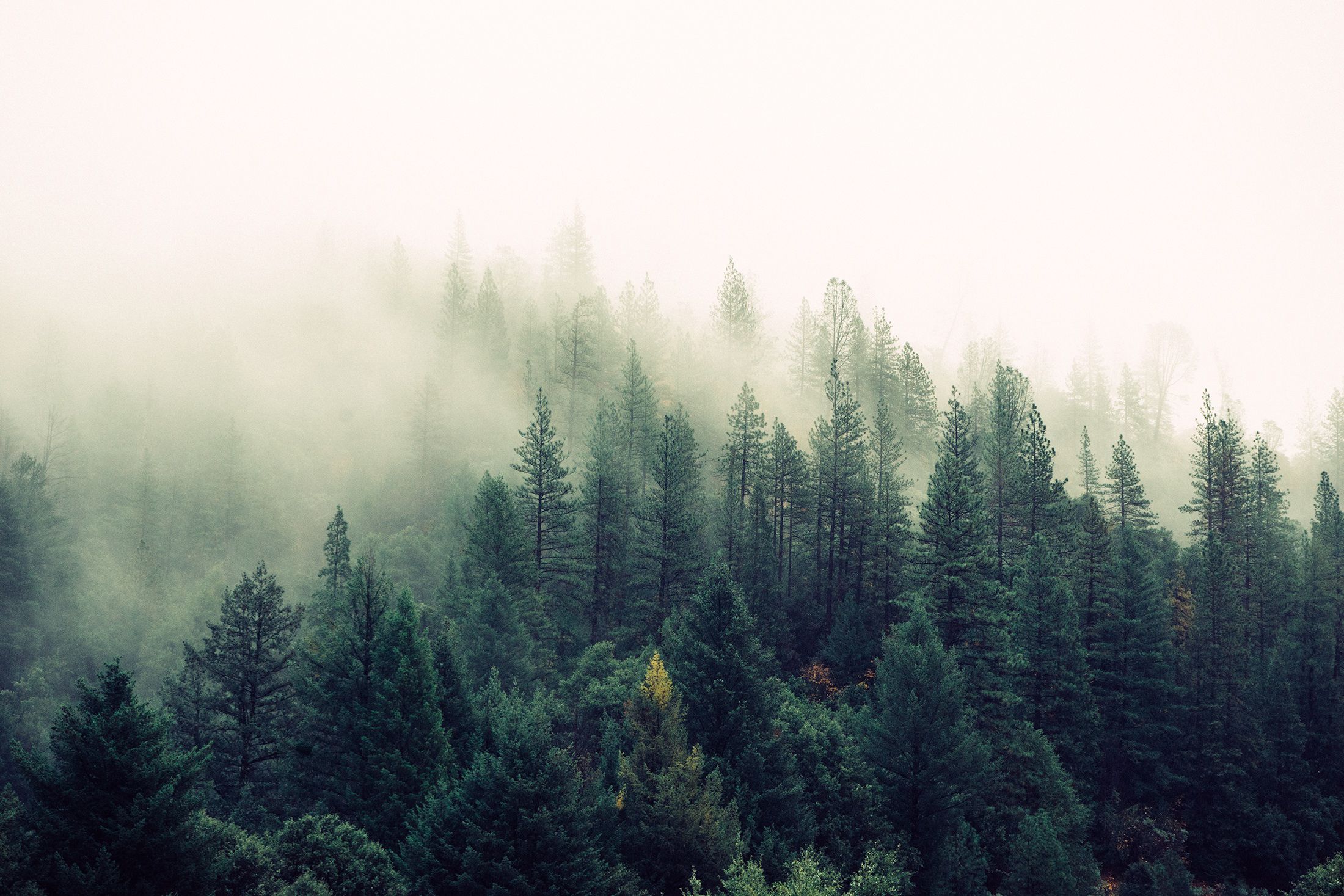 foggy forest