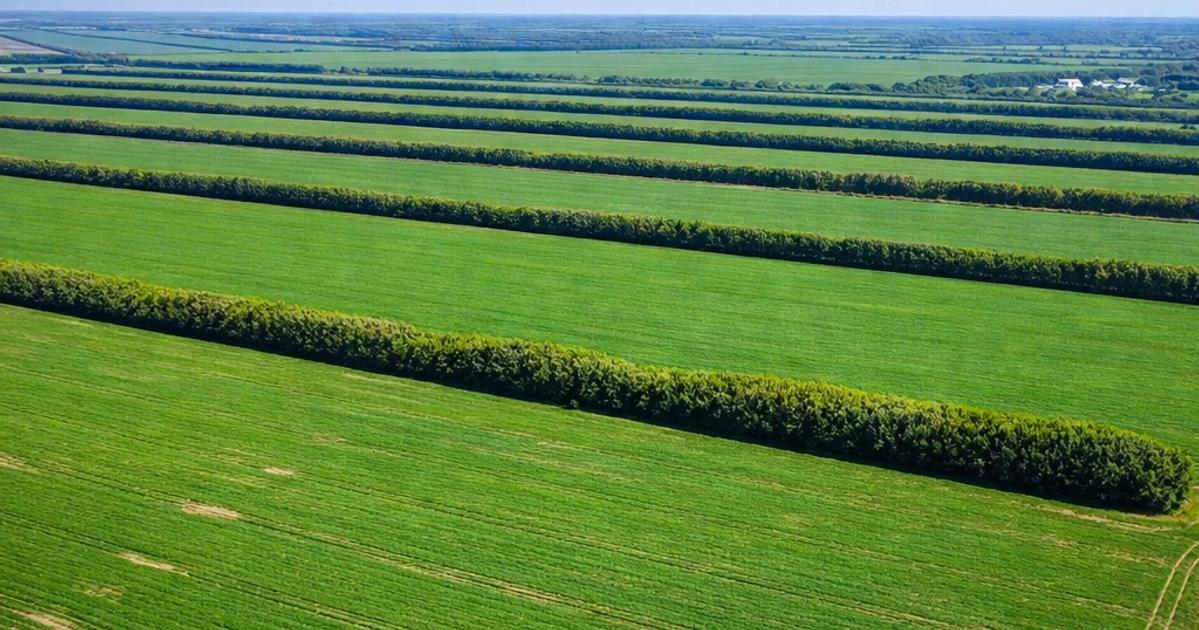 Harnessing Windbreaks (windshields): Shifting Paradigms in Bolivian Agroforestry