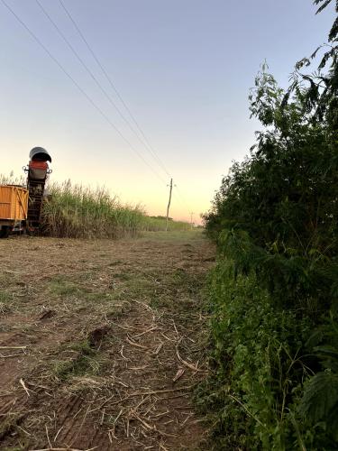 Miraflores gallery image 8