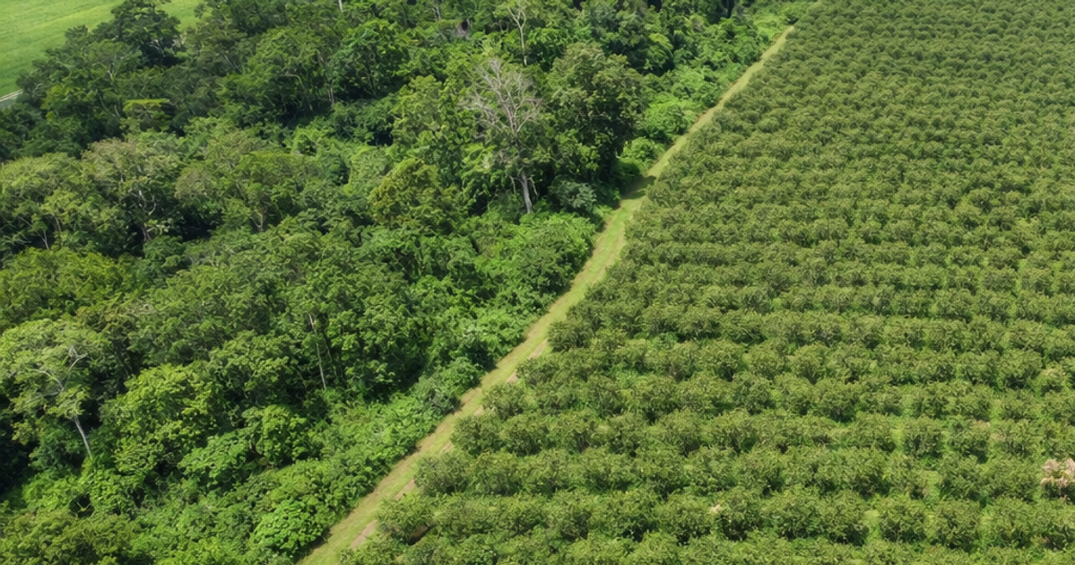 The Amazon’s Invisible Gold: Why the Future of Farming Depends on Standing Forests