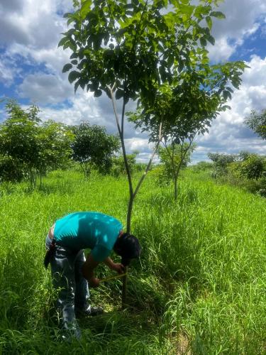 San Rafael 1 gallery image 6