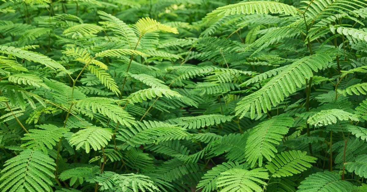 Forging Resilience: Implementing Natural Selection in Nursery Practices for Robust Reforestation