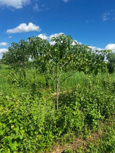 San Rafael 1 gallery image 4