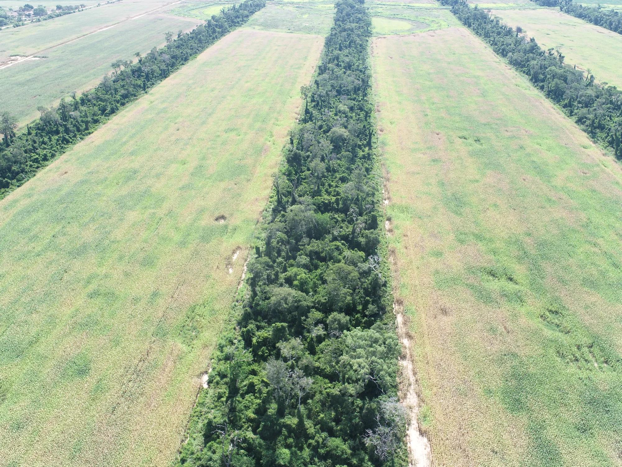 An aerial high-angle view of a vast Amazonian landscape where a precise grid pattern of dense green windbreak corridors separates rectangular agricultural fields. The trees are lush and diverse, creating clear lanes of forest between the crops. Natural, bright sunlight highlights the deep greens of the windbreaks against the lighter green of the fields.