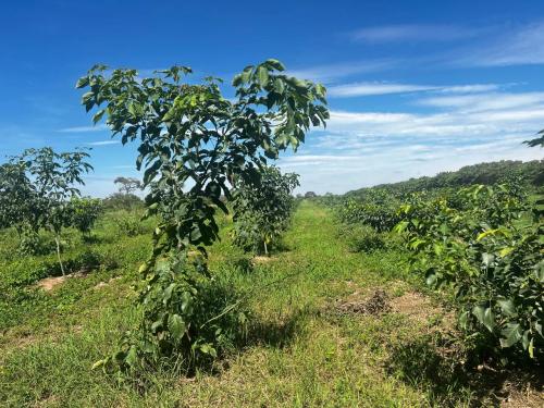 San Rafael 1 gallery image 18