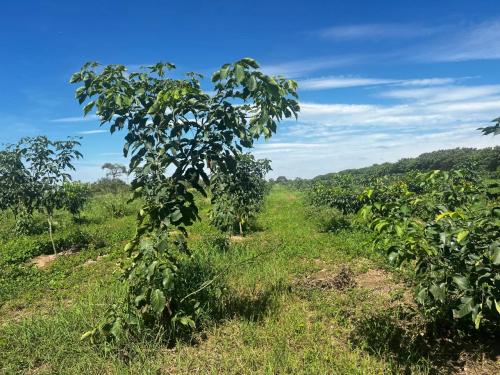 San Rafael 1 gallery image 26