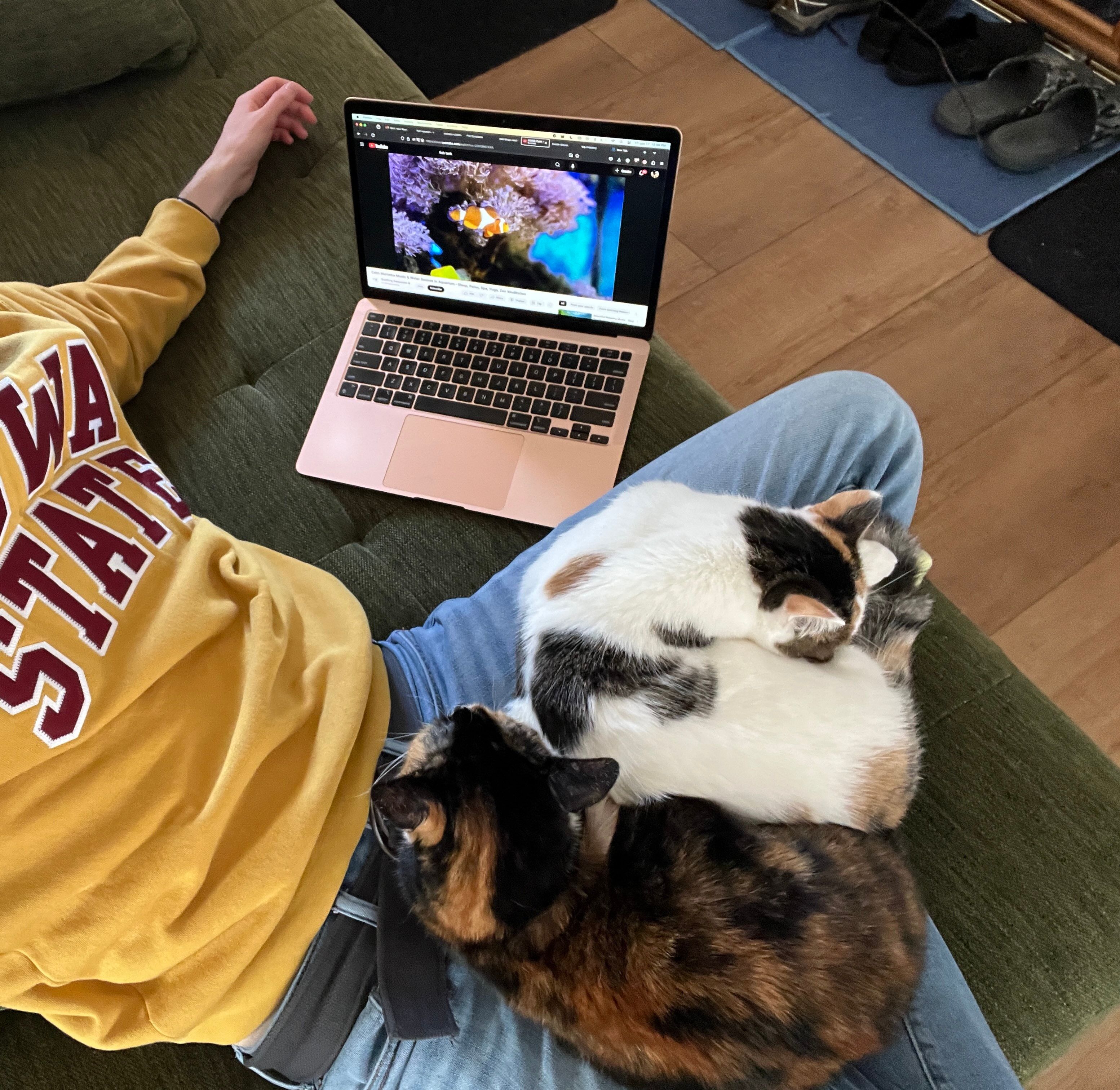 cats