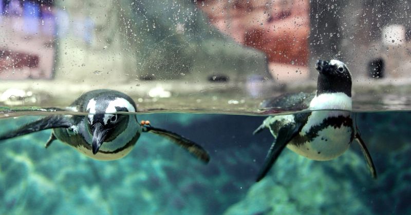 Fish & Sips Valentine’s Edition cover image