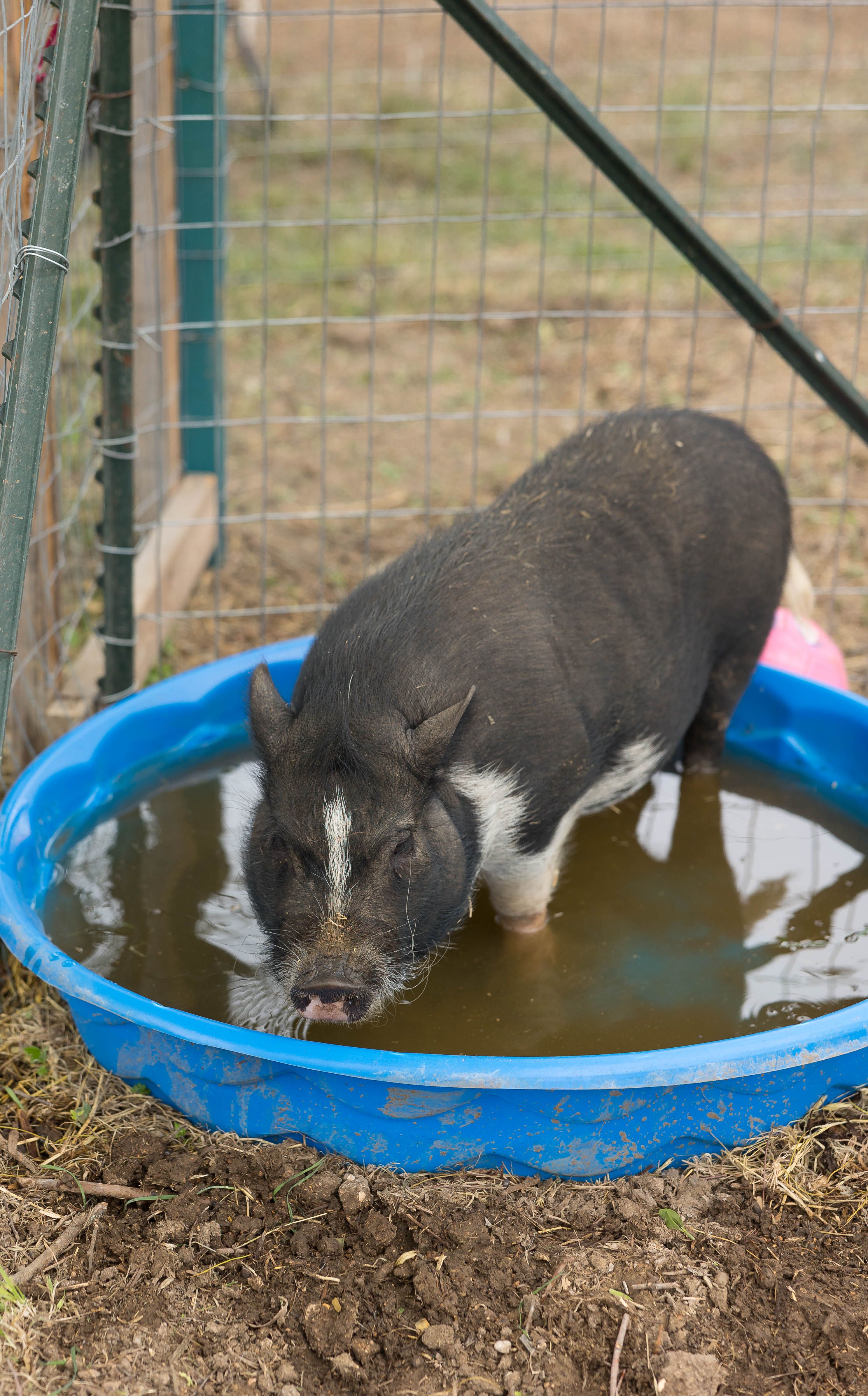 Porker McCollum the potbellied pig at the inn between in Concan, Texas