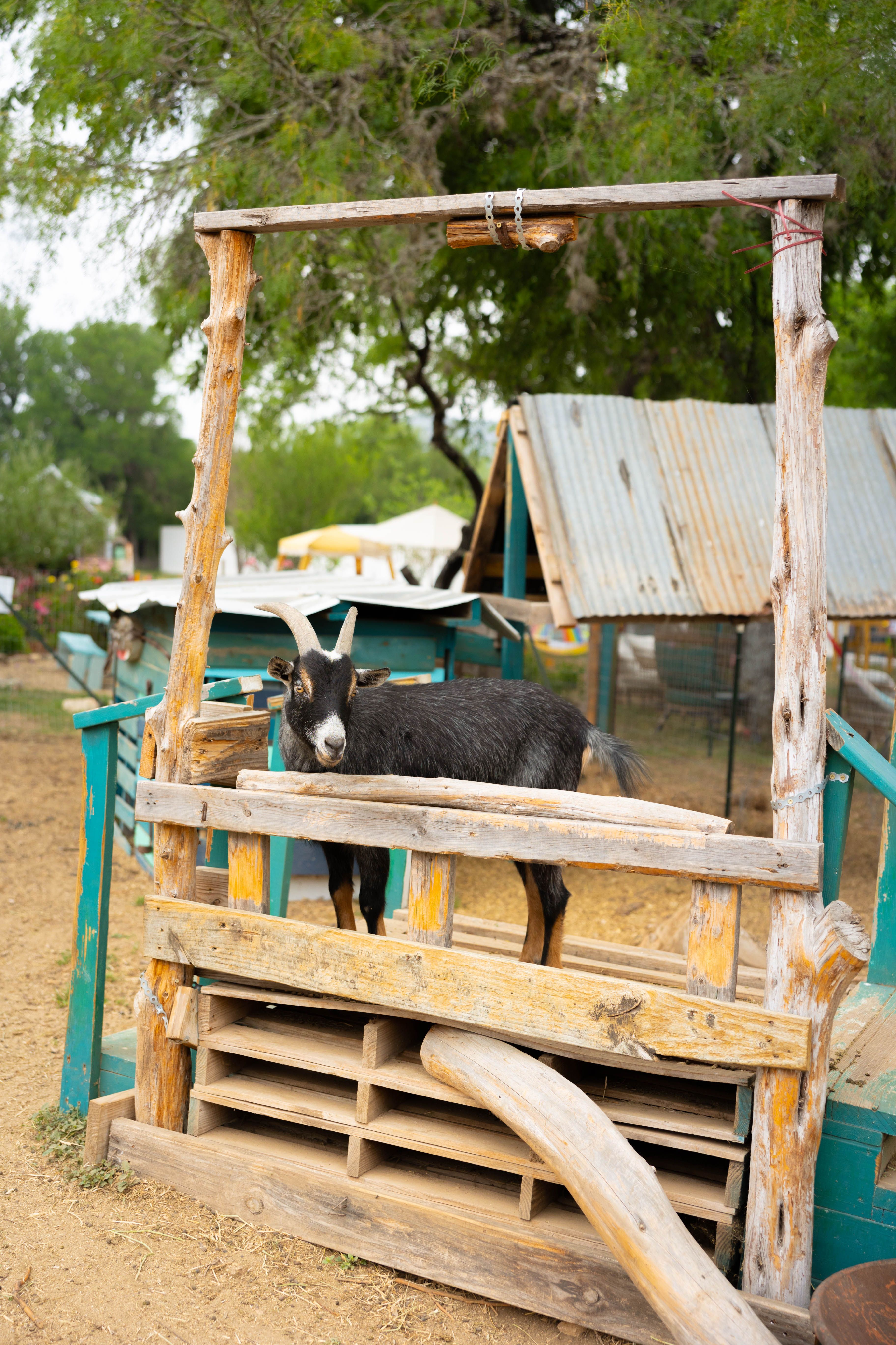 Willie the resident goat at The Inn Between in Concan, Texas