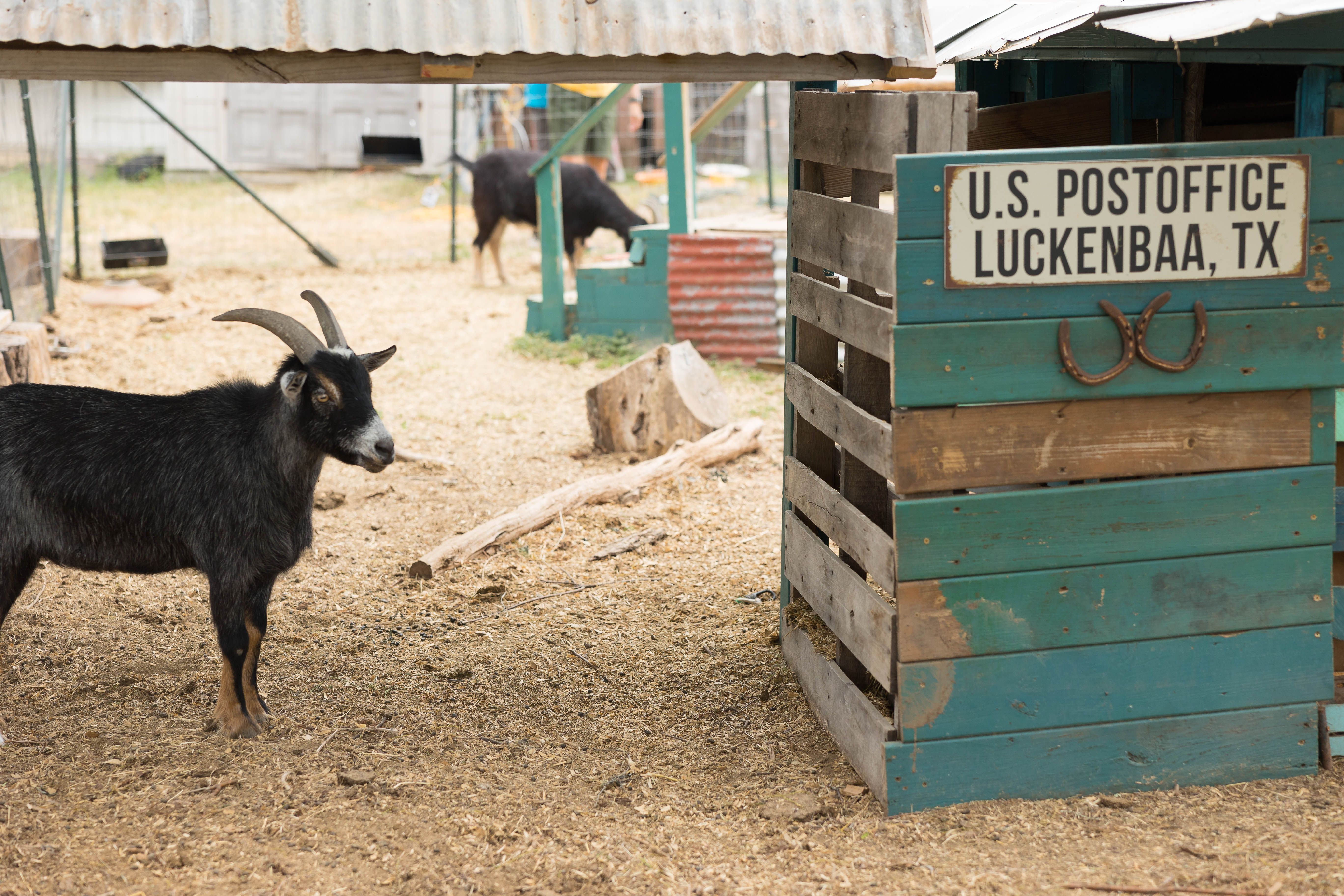 Willie and Waylon the resident goats at the inn between in Concan, Texas