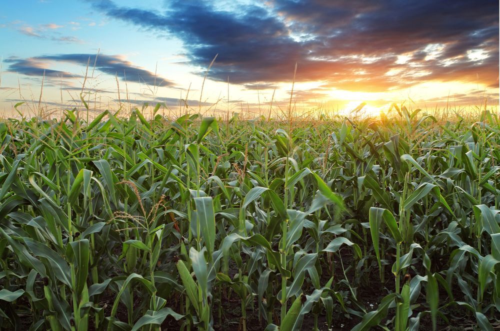 Crop Growers