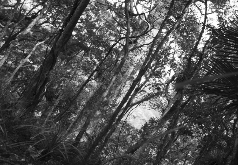 Ana Iti: Ngahere Behind a Pile of Metal