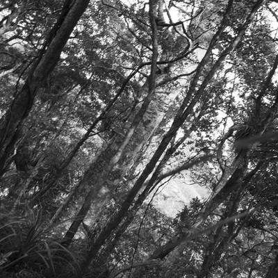 Ana Iti: Ngahere Behind a Pile of Metal