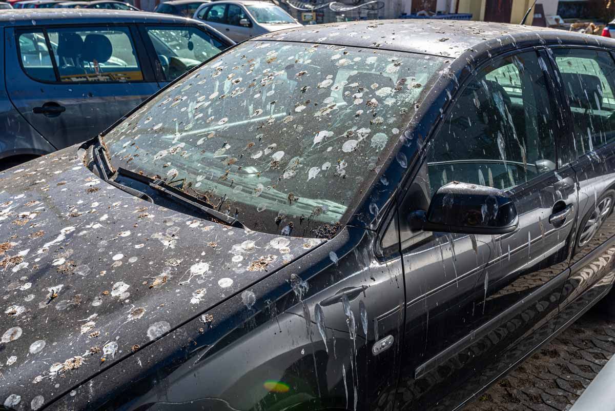 Bird Droppings car paint damage
