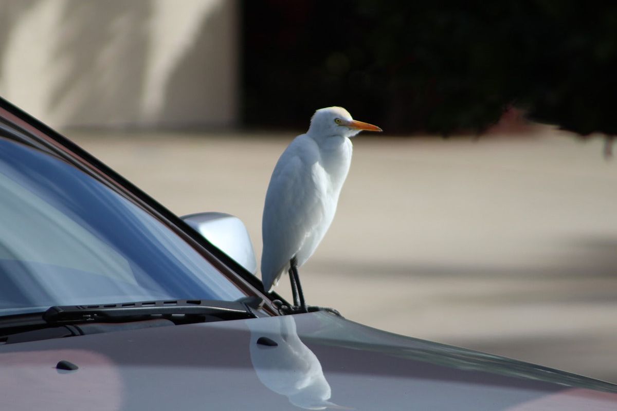 How to Protect Your Car from Bird Poop
