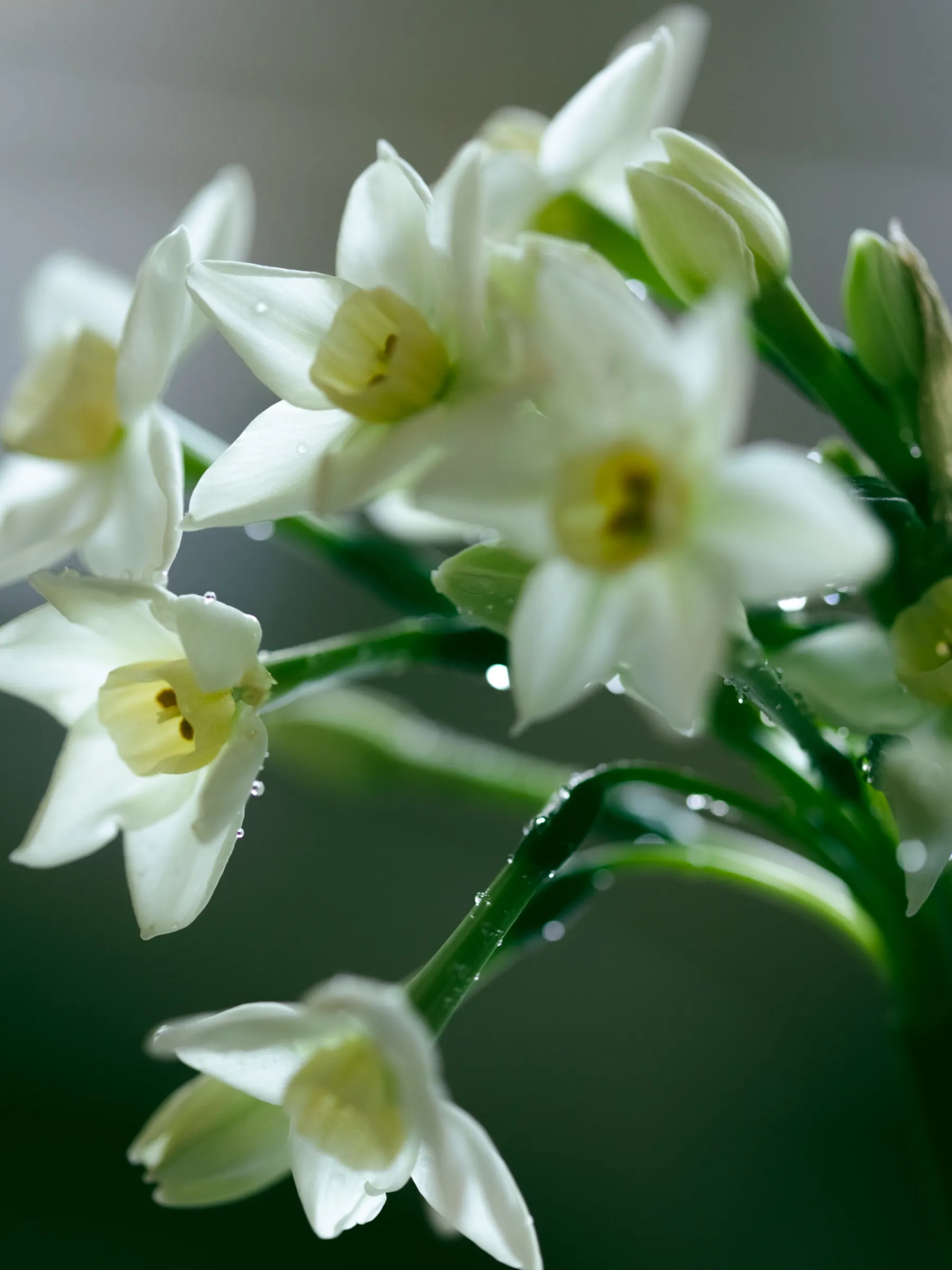 EN PLEIN AIR Roll-on Perfume Oil