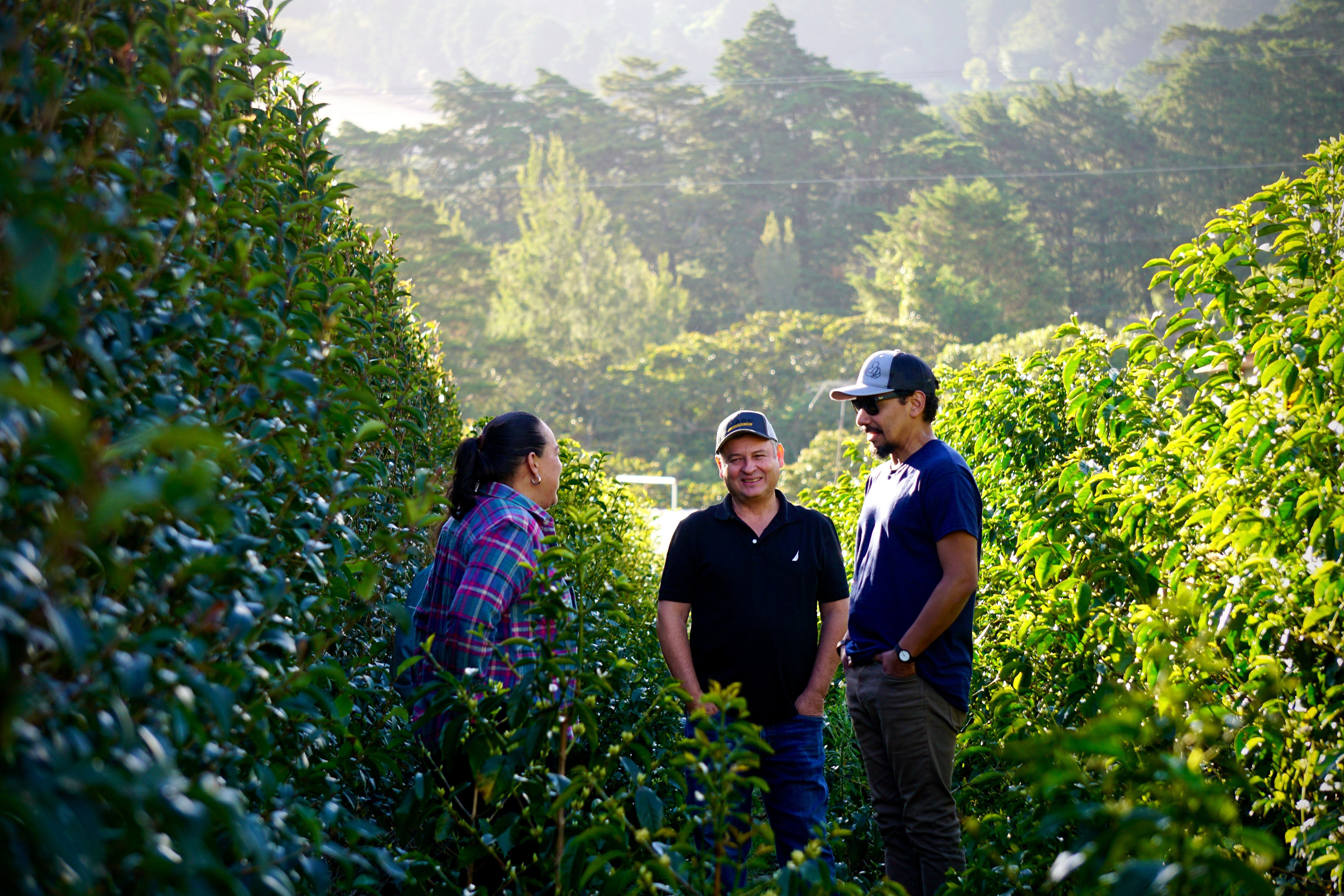 Day 11 | Costa Rica Las Lajas Laurina Black Diamond - Red Rooster